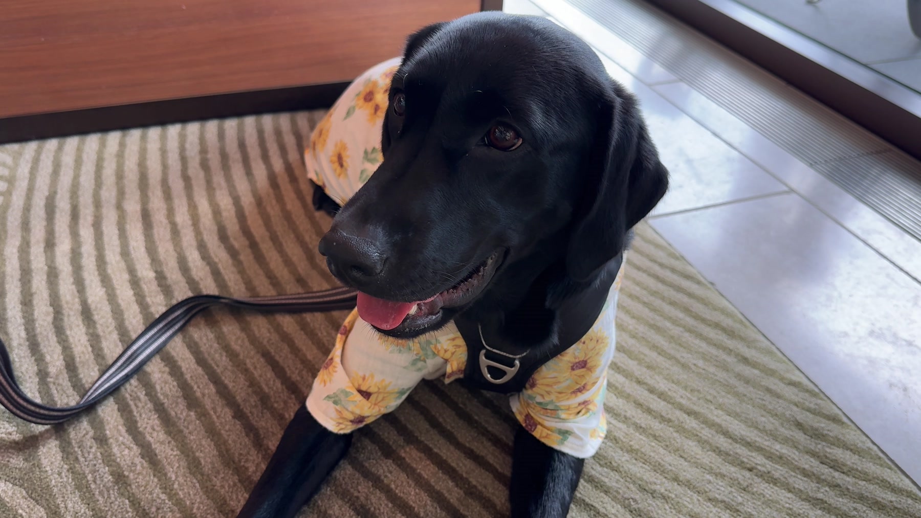 Serene, Fairmont Tokyo’s black Labrador, wearing a floral shirt